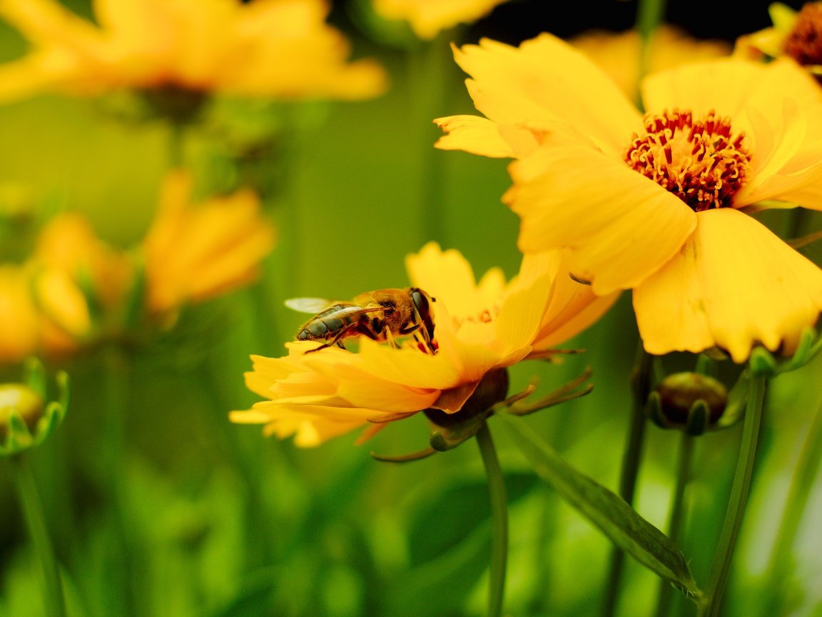 Обои насекомое, лепестки, размытость, пчела, желтые цветы, insect, petals, blur, bee, yellow flowers разрешение 5184x3456 Загрузить