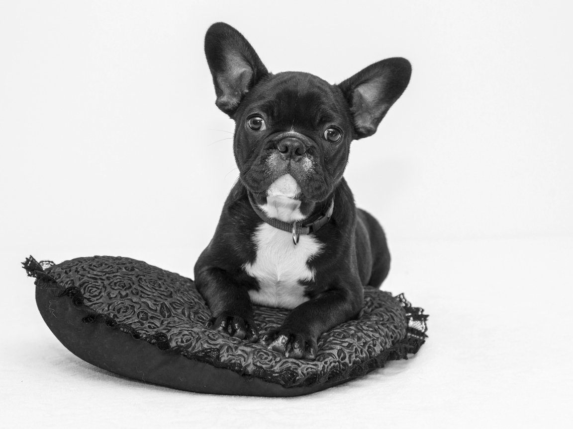 Обои мордочка, взгляд, чёрно-белое, собака, сердце, щенок, подушка, французский бульдог, muzzle, look, black and white, dog, heart, puppy, pillow, french bulldog разрешение 1920x1280 Загрузить