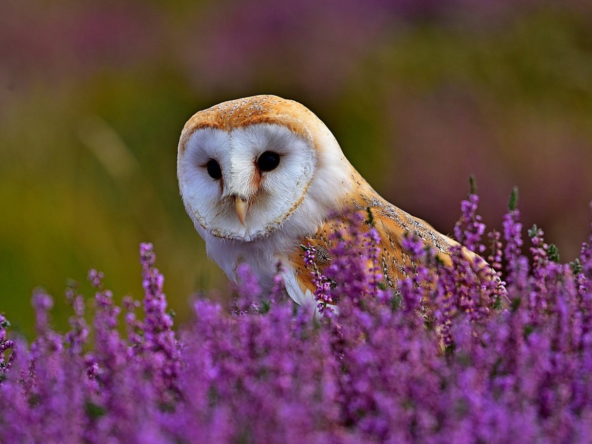 Обои цветы, трава, сова, природа, поле, птица, вереск, сипуха, flowers, grass, owl, nature, field, bird, heather, the barn owl разрешение 1920x1200 Загрузить