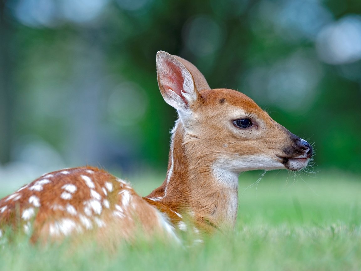 Обои трава, олень, профиль, животное, олененок, peter kefali, grass, deer, profile, animal, fawn разрешение 1920x1200 Загрузить