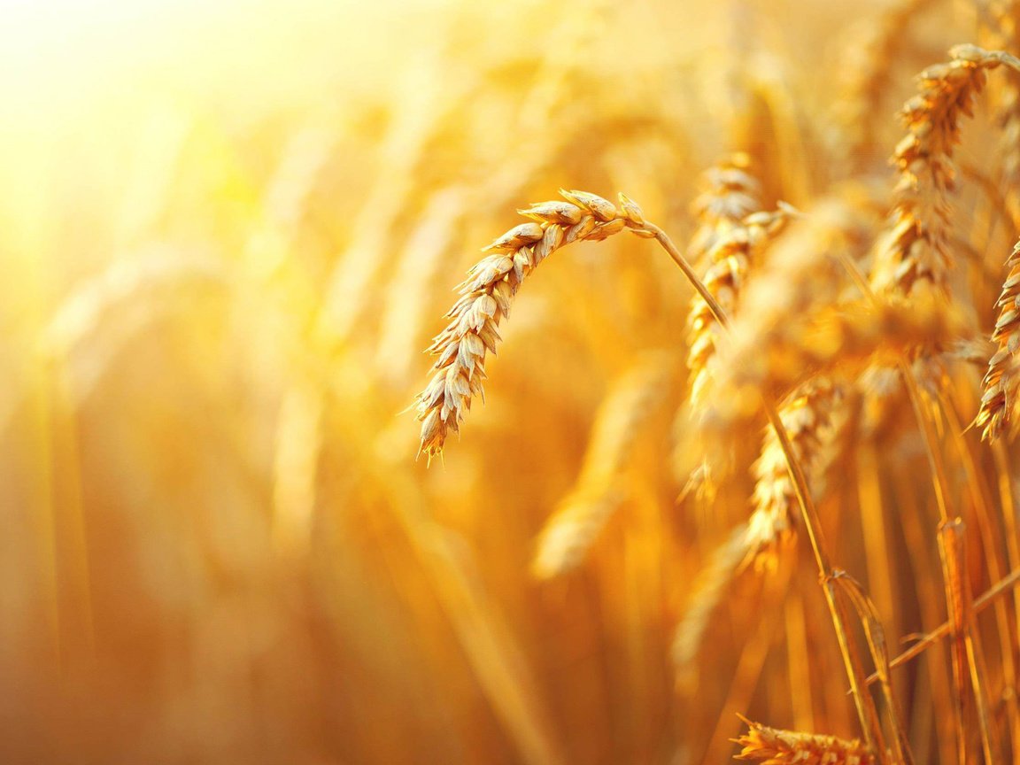 Обои природа, макро, поле, размытость, колосья, пшеница, злаки, nature, macro, field, blur, ears, wheat, cereals разрешение 2560x1600 Загрузить