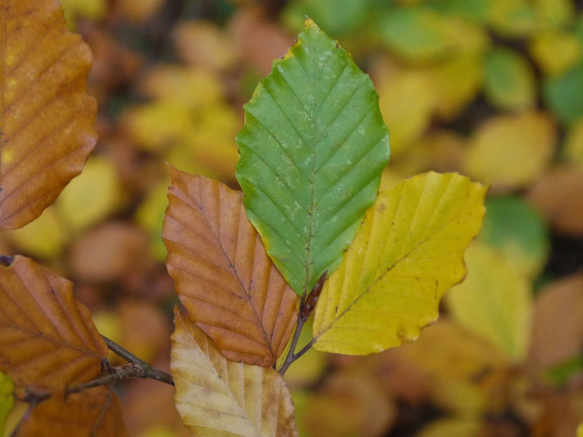 Обои листья, макро, осень, вяз, leaves, macro, autumn, elm разрешение 3840x2400 Загрузить
