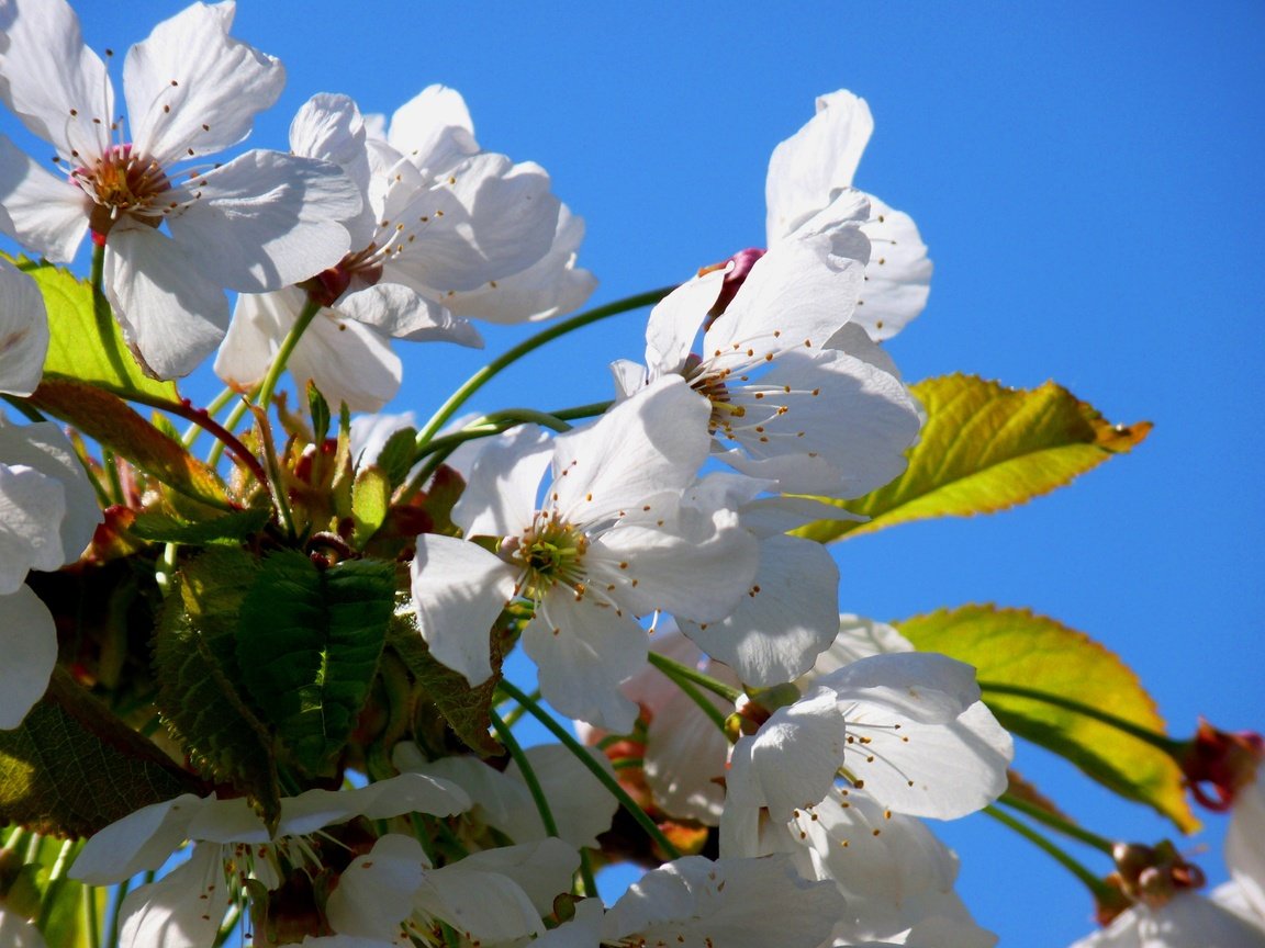 Обои небо, цветы, цветение, лепестки, весна, вишня, the sky, flowers, flowering, petals, spring, cherry разрешение 3648x2736 Загрузить