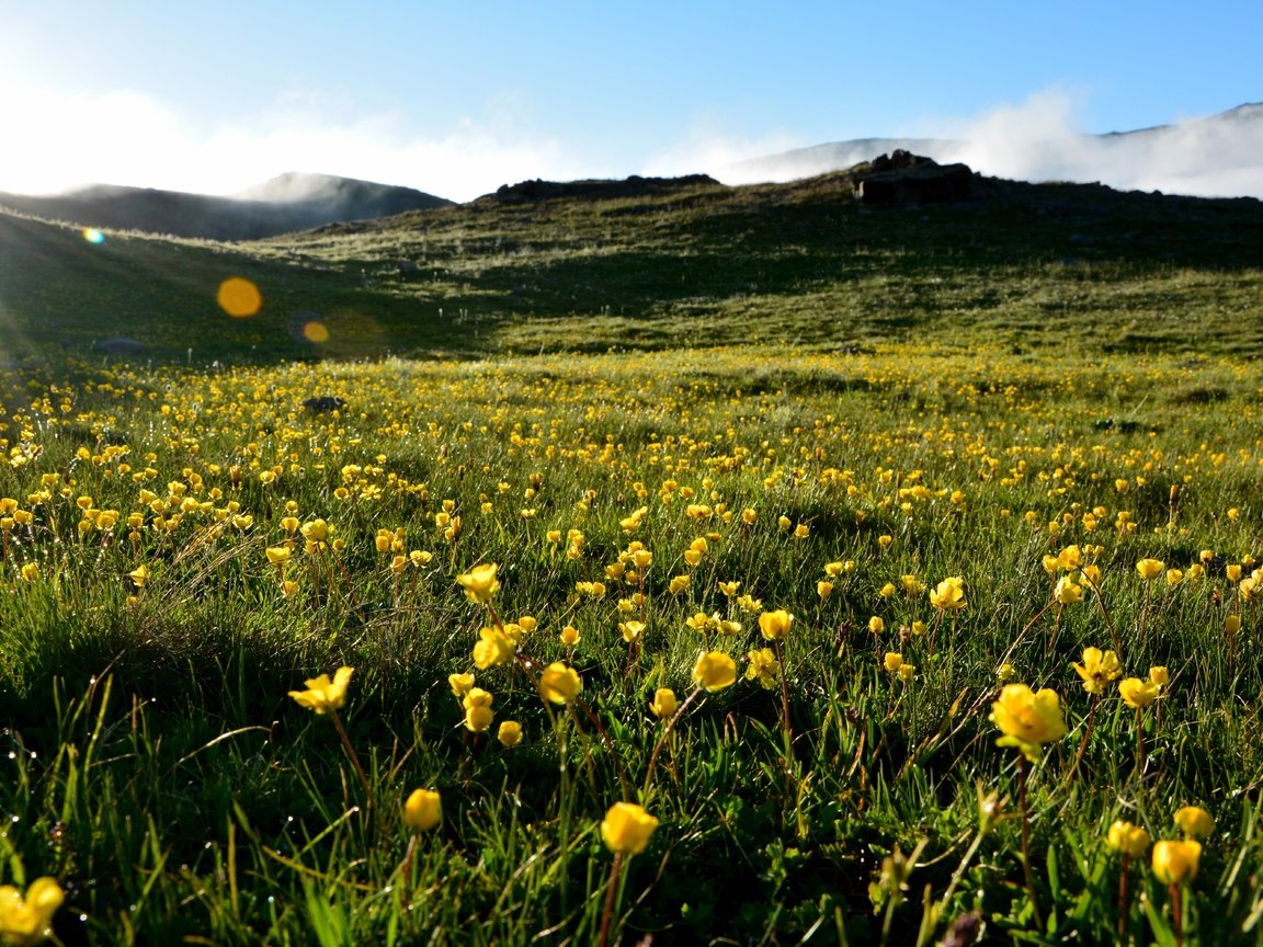 Обои небо, трава, холмы, пейзаж, лето, луг, желтые цветы, the sky, grass, hills, landscape, summer, meadow, yellow flowers разрешение 6000x4000 Загрузить