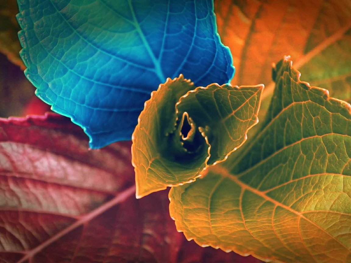 Обои цвета, листья, макро, дизайн, растение, color, leaves, macro, design, plant разрешение 1920x1200 Загрузить