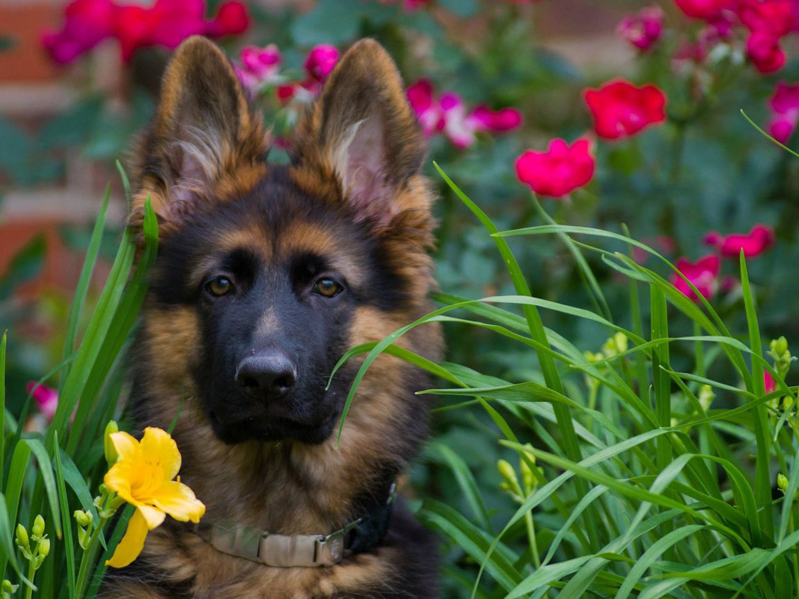 Обои морда, цветы, взгляд, собака, щенок, немецкая овчарка, face, flowers, look, dog, puppy, german shepherd разрешение 1920x1200 Загрузить