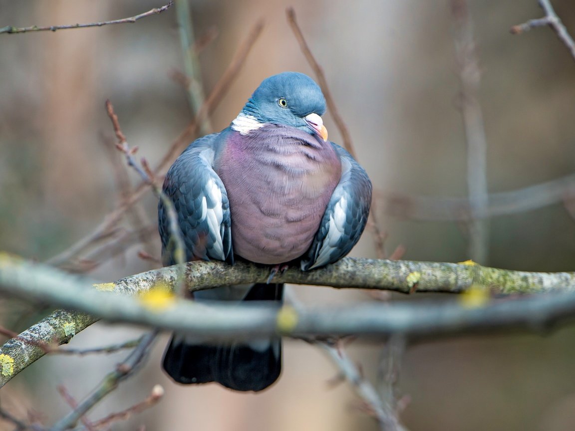 Обои природа, фон, ветки, птица, клюв, перья, голубь, nature, background, branches, bird, beak, feathers, dove разрешение 4387x2468 Загрузить