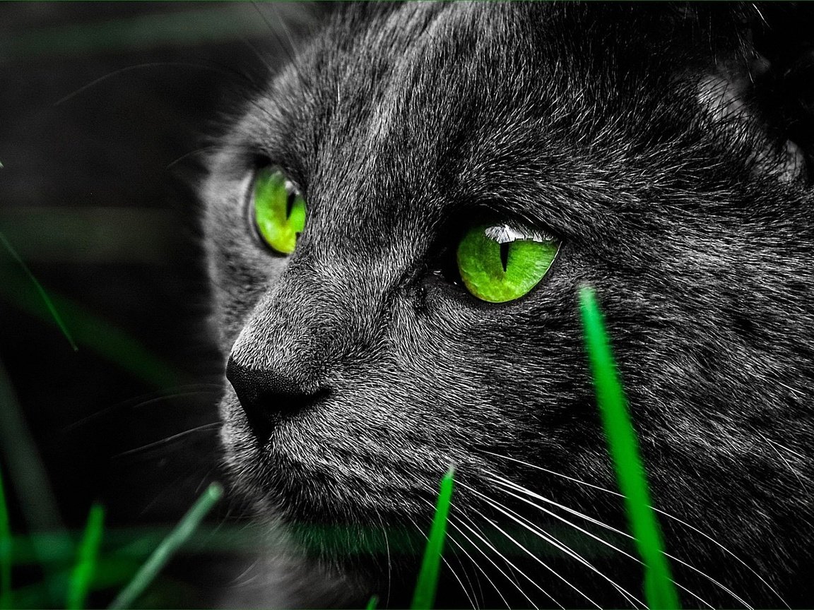 Обои глаза, животные, кот, взгляд, зеленые, eyes, animals, cat, look, green разрешение 1920x1200 Загрузить