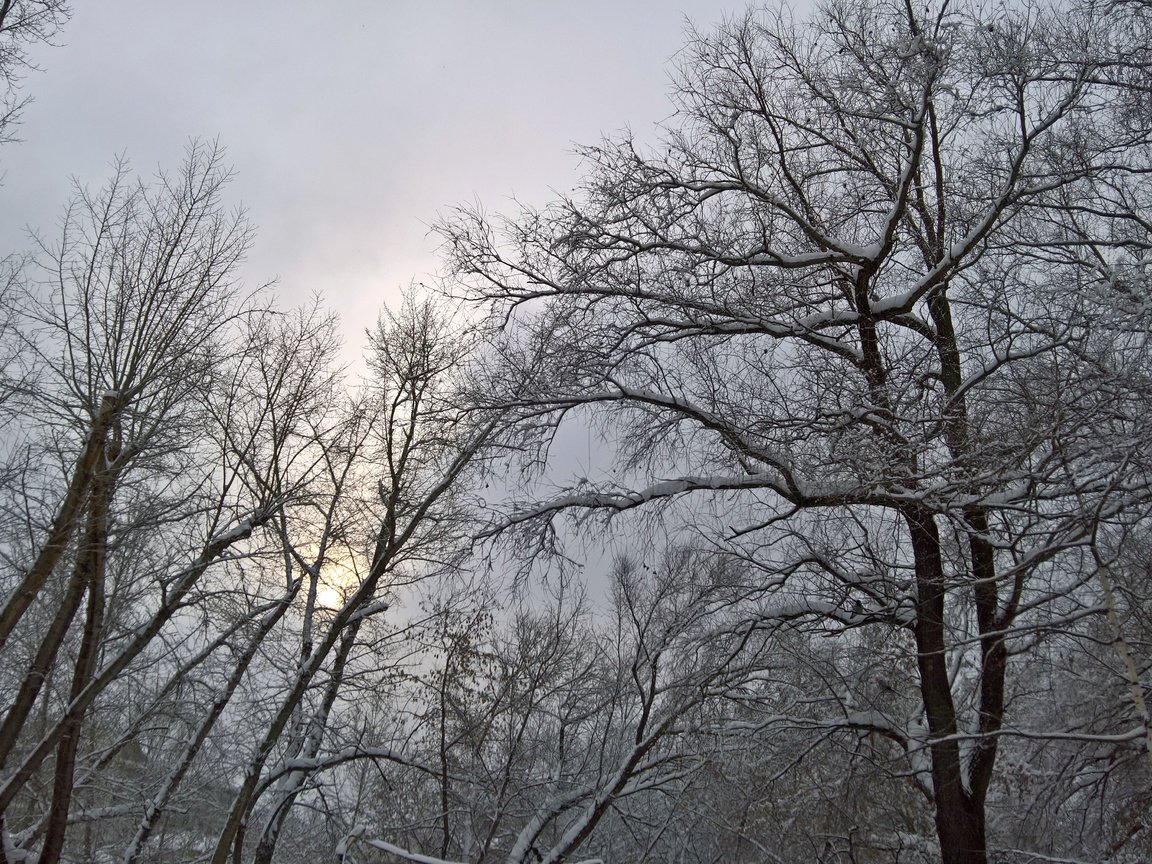 Обои деревья, снег, природа, зима, ветки, снегопад, сказачный лес, trees, snow, nature, winter, branches, snowfall, a dreamlike forest разрешение 5273x2968 Загрузить