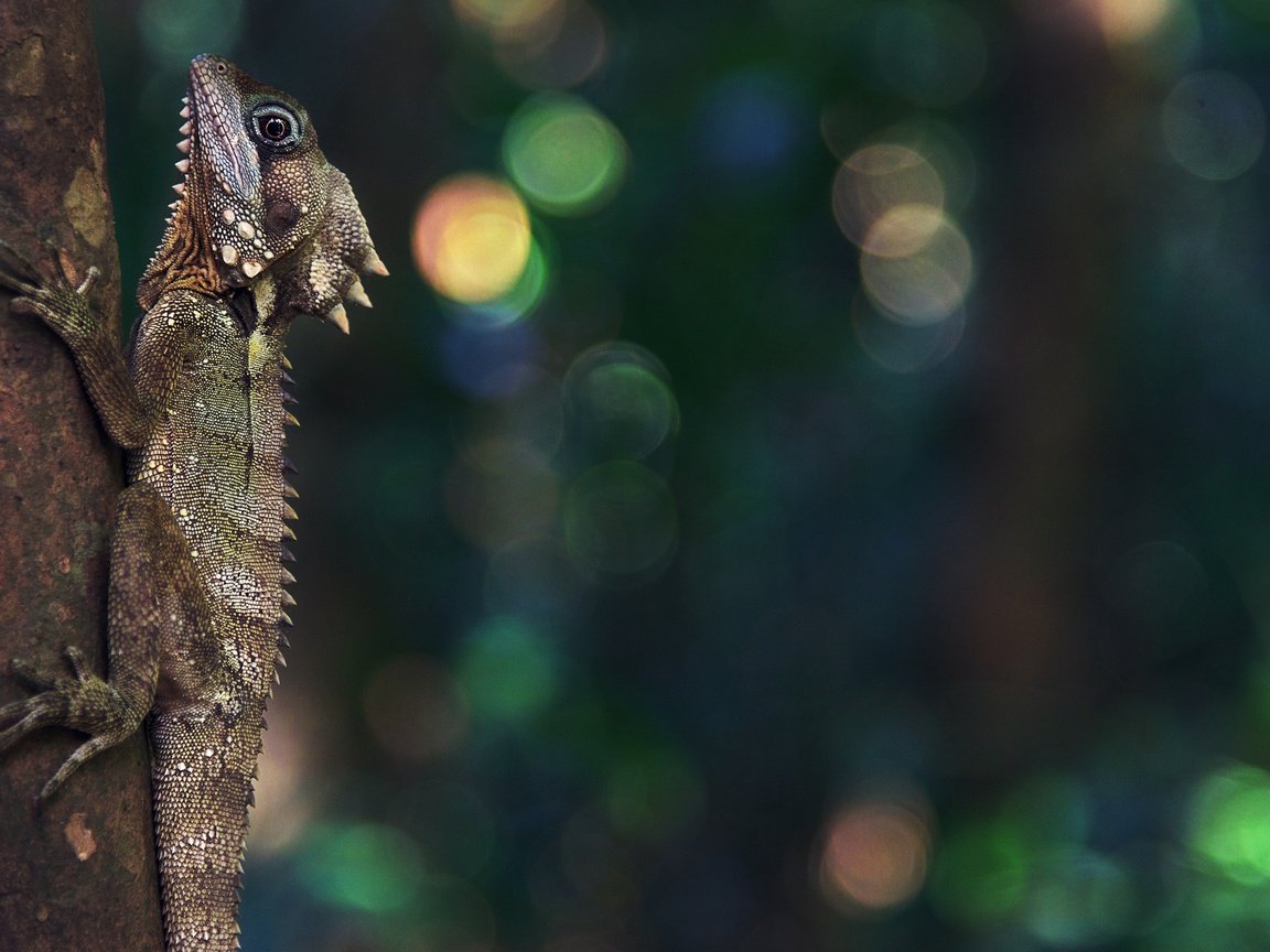 Обои природа, ящерица, рептилия, боке, nature, lizard, reptile, bokeh разрешение 3840x2160 Загрузить