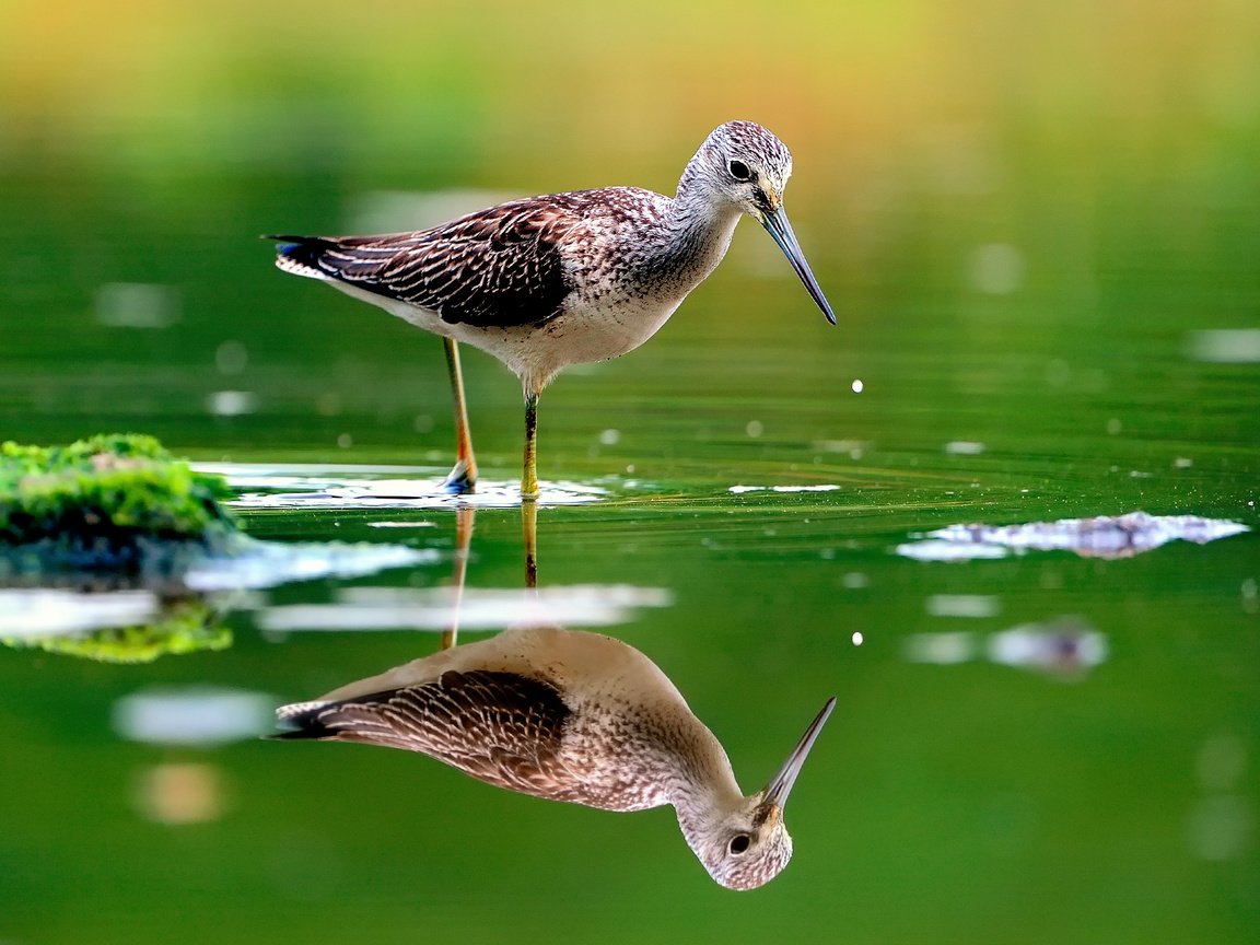 Обои вода, отражение, птица, клюв, перья, розмытость, бекас, улит, water, reflection, bird, beak, feathers, razmytost, snipe разрешение 1920x1280 Загрузить