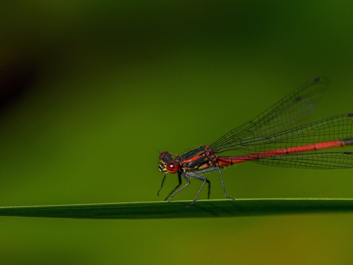 Обои насекомое, крылья, стрекоза, травинка, insect, wings, dragonfly, a blade of grass разрешение 3840x2160 Загрузить