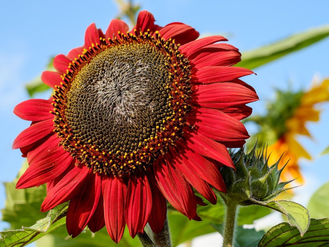 Обои цветок, лепестки, красный, подсолнух, flower, petals, red, sunflower разрешение 4896x3264 Загрузить