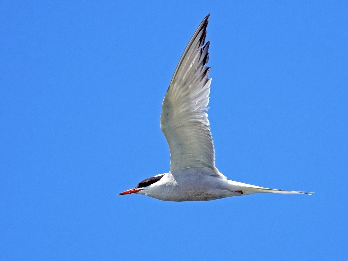 Обои небо, полет, крылья, птица, клюв, перья, крачка, the sky, flight, wings, bird, beak, feathers, tern разрешение 3537x2358 Загрузить