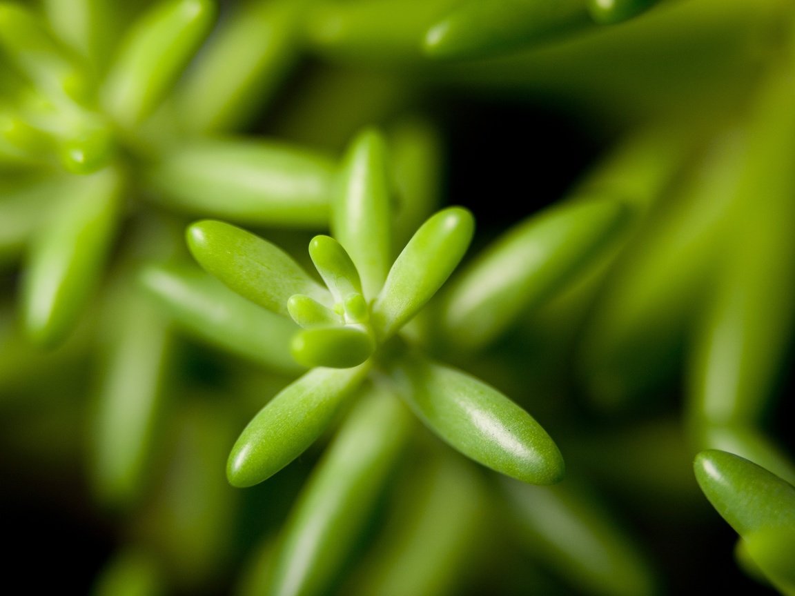 Обои растения, листья, крупным планом, plants, leaves, closeup разрешение 4368x2912 Загрузить