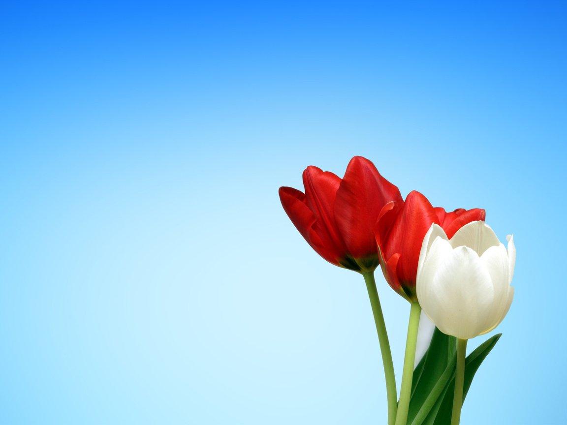 Обои цветы, бутоны, красные, весна, тюльпаны, белые, flowers, buds, red, spring, tulips, white разрешение 3500x2188 Загрузить