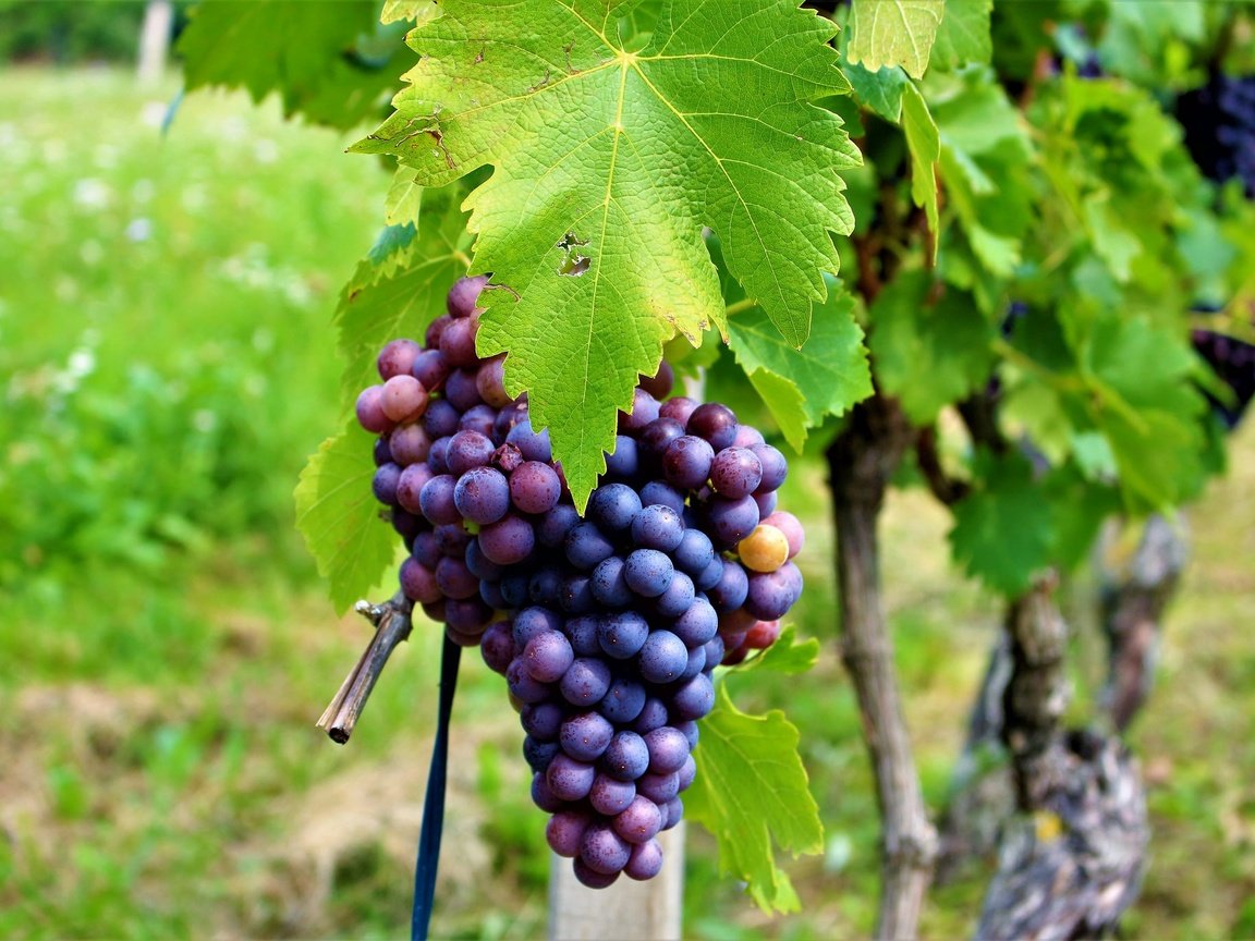 Обои листья, виноград, листва, лоза, виноградник, грозди, leaves, grapes, foliage, vine, vineyard, bunches разрешение 2048x1365 Загрузить