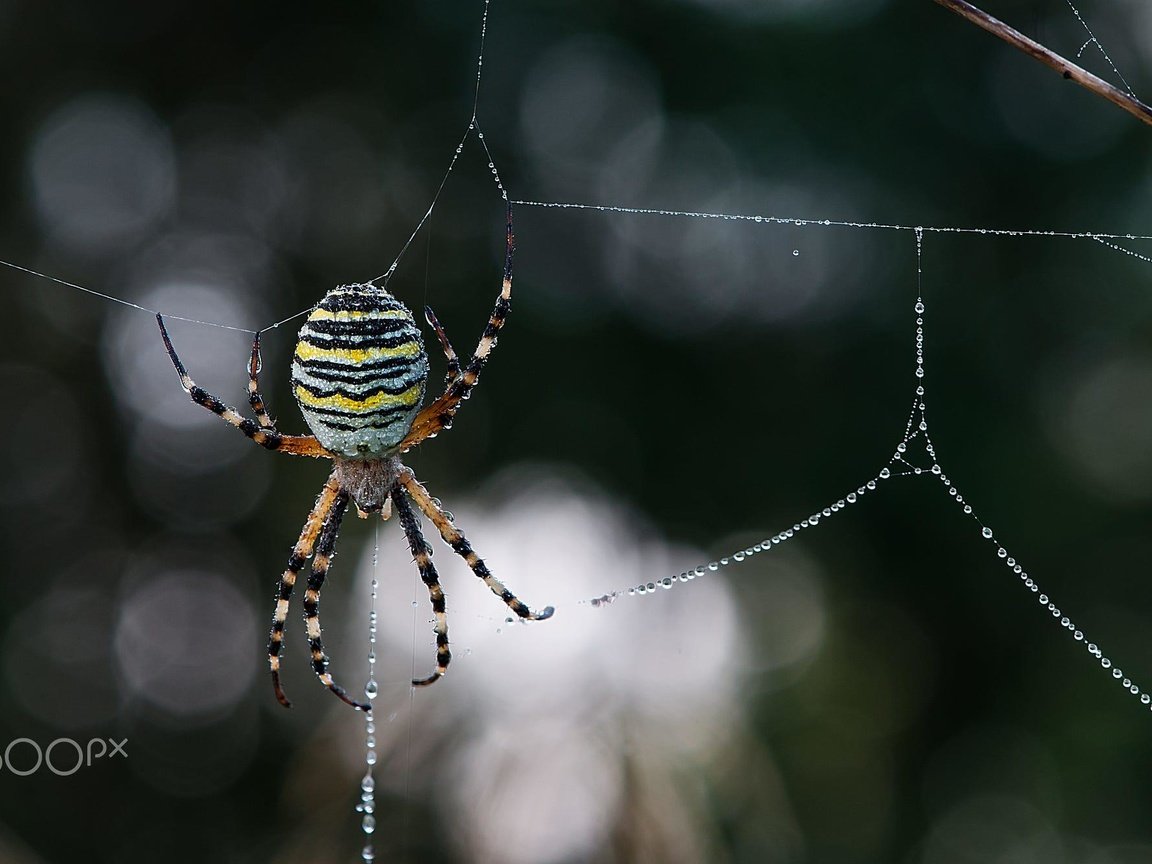 Обои макро, роса, капли, размытость, паук, паутина, leo pöcksteiner, macro, rosa, drops, blur, spider, web разрешение 2000x1328 Загрузить