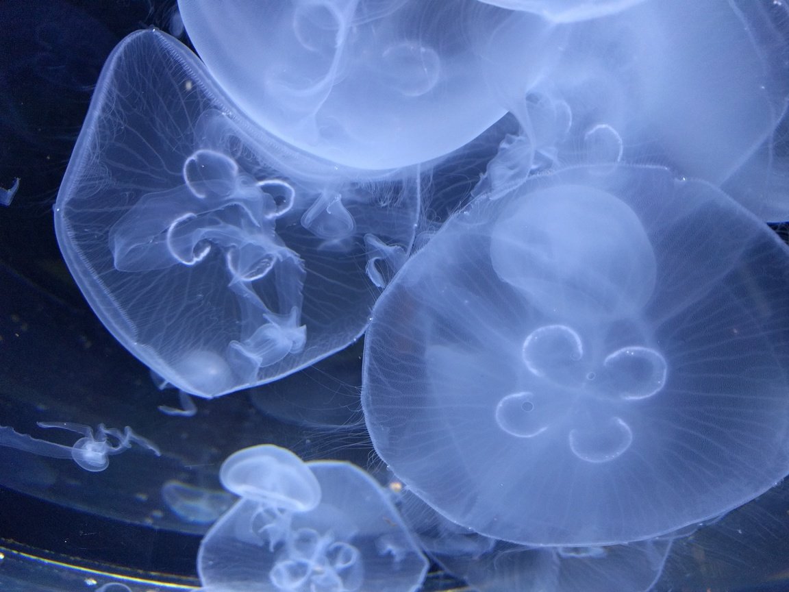 Обои медузы, подводный мир, крупным планом, подводый мир, jellyfish, underwater world, closeup, podvody the world разрешение 4032x3024 Загрузить