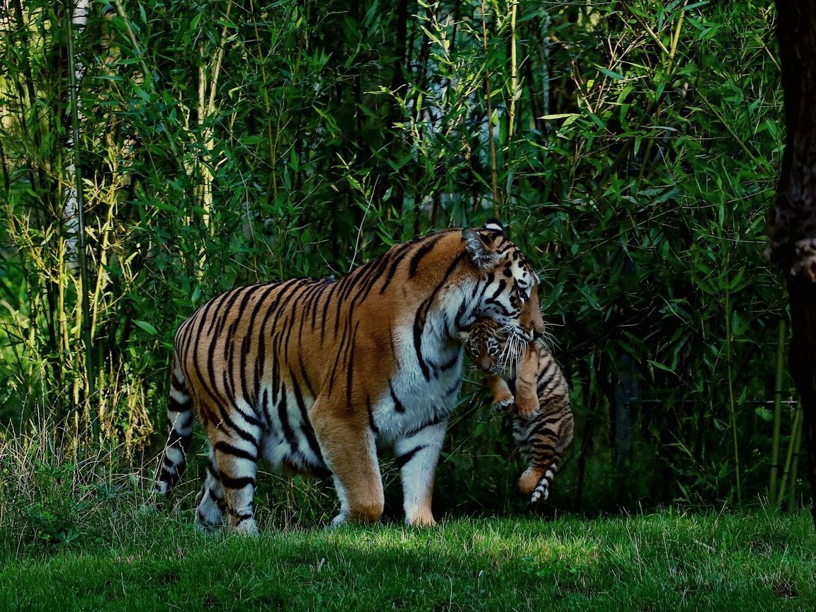 Обои хищник, большая кошка, тигренок, джунгли, тигрица, тигры, predator, big cat, tiger, jungle, tigress, tigers разрешение 1920x1280 Загрузить