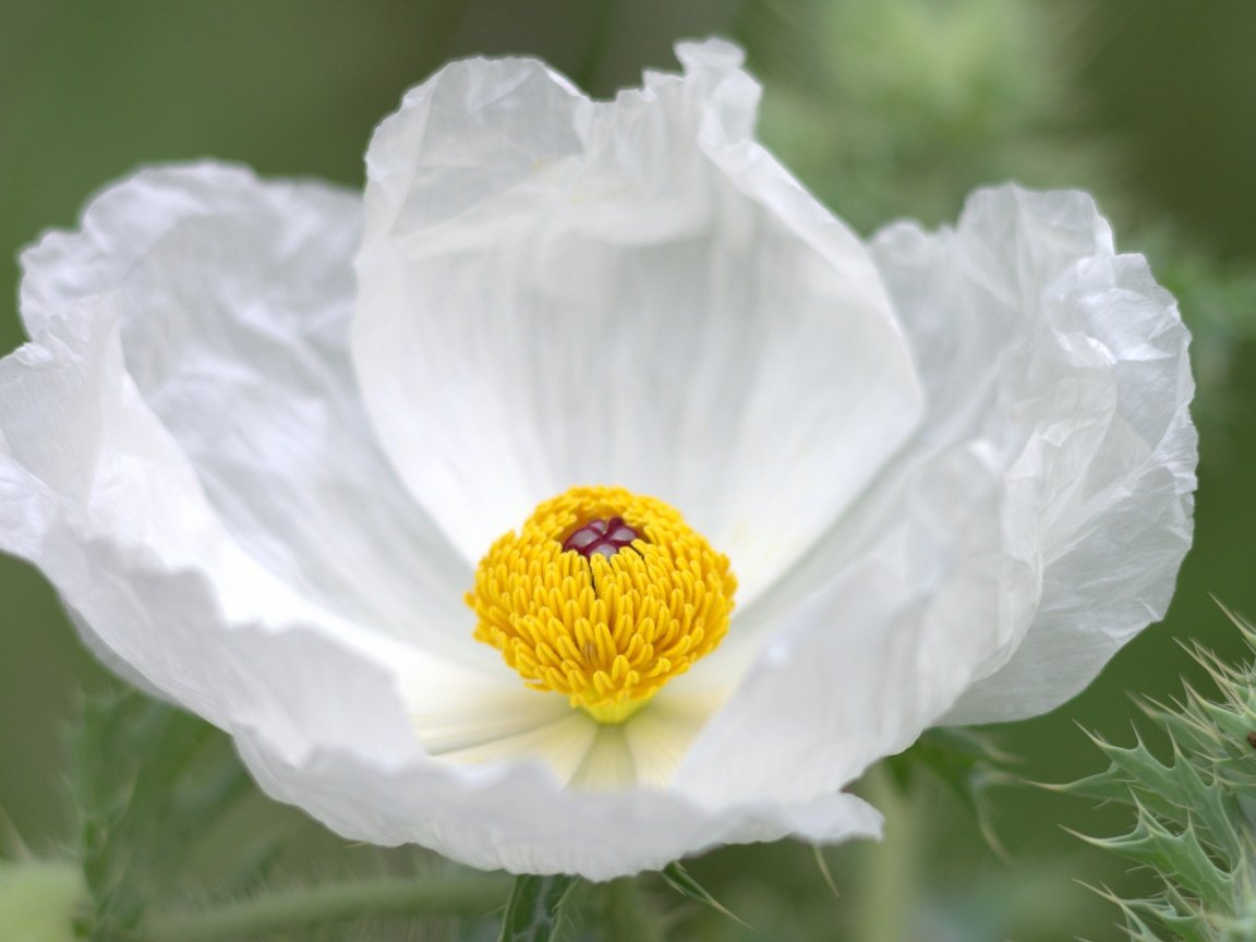 Обои макро, цветок, лепестки, белый, анемон, macro, flower, petals, white, anemone разрешение 2048x1245 Загрузить