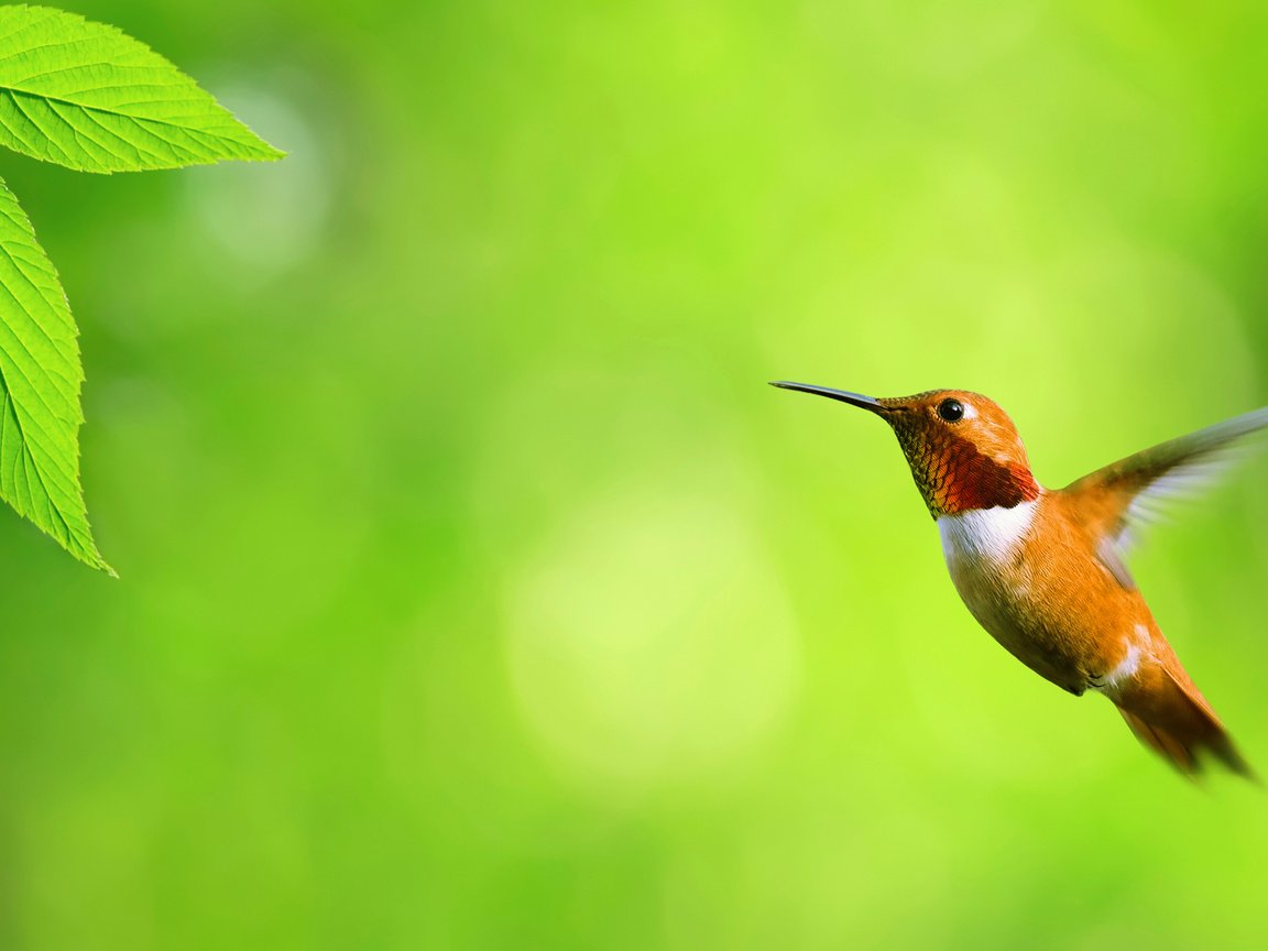 Обои колибри, hummingbird разрешение 3000x1728 Загрузить