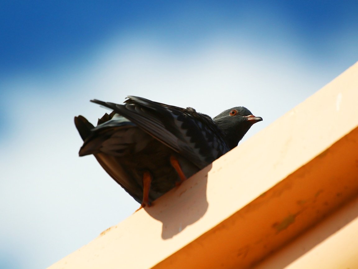 Обои небо, фон, взгляд, птица, клюв, перья, голубь, the sky, background, look, bird, beak, feathers, dove разрешение 1920x1280 Загрузить