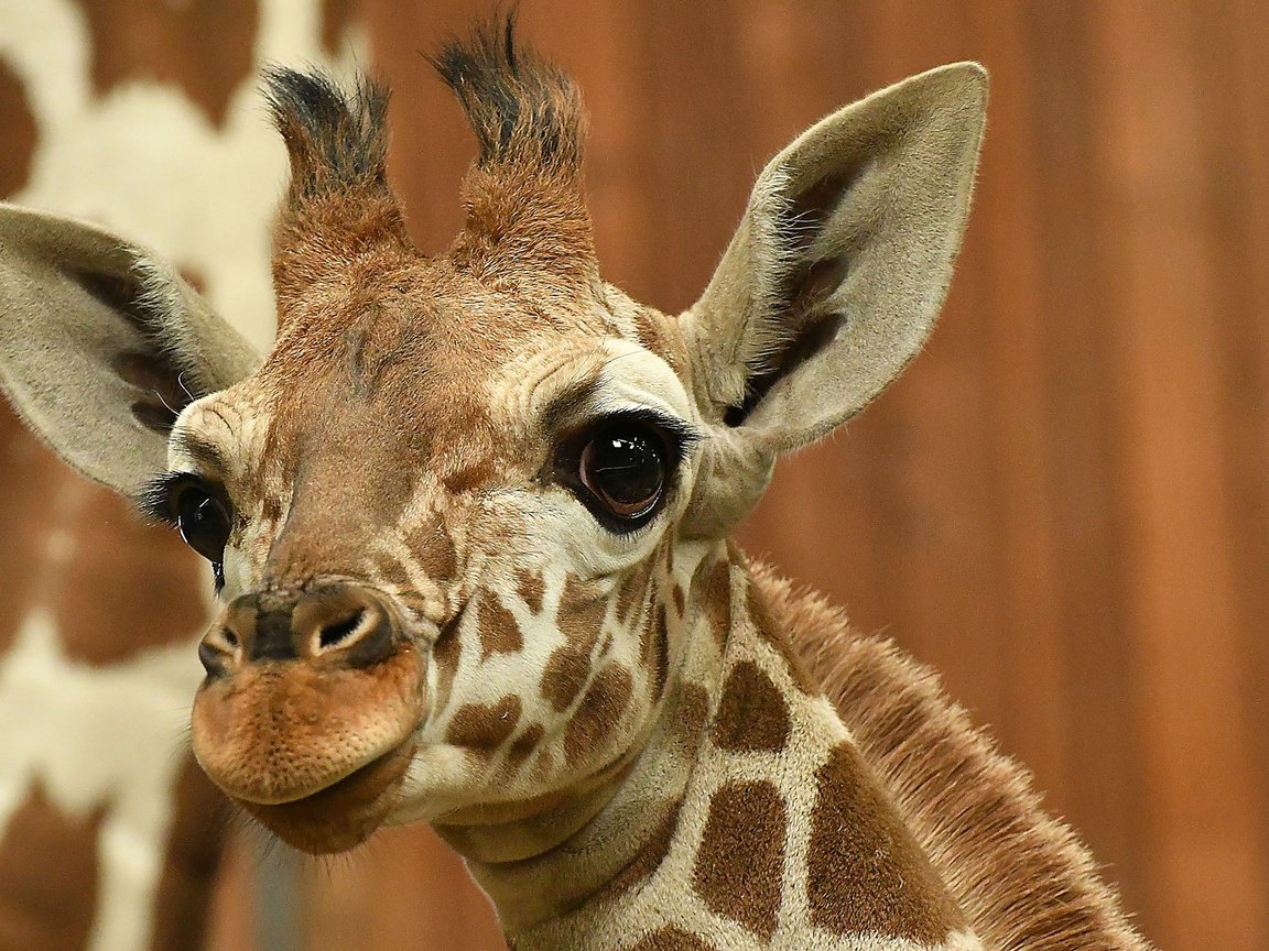 Обои глаза, морда, взгляд, уши, жираф, eyes, face, look, ears, giraffe разрешение 2048x1152 Загрузить