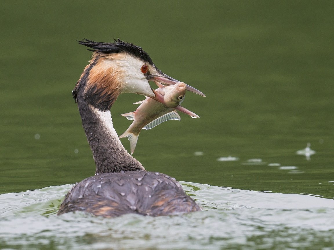 Обои вода, птица, клюв, перья, рыба, улов, большая поганка, чомга, water, bird, beak, feathers, fish, catch, great crested grebe, the great crested grebe разрешение 2048x1343 Загрузить