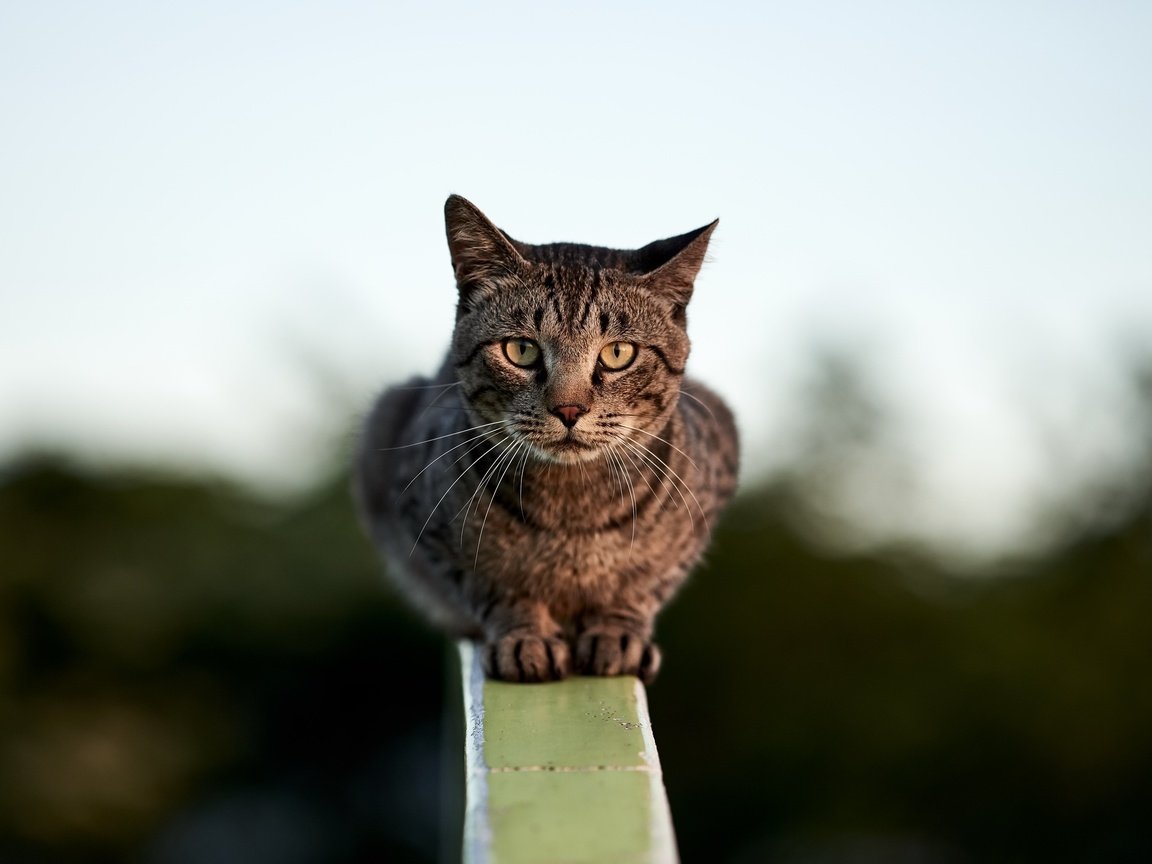 Обои фон, кошка, сидит, перила, боке, размытый, background, cat, sitting, railings, bokeh, blurred разрешение 2560x1709 Загрузить