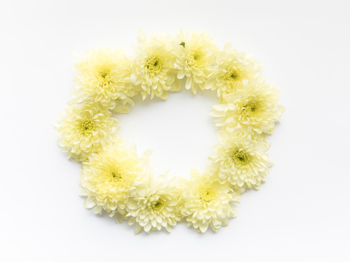 Обои цветы, круг, хризантемы, маргаритки, flowers, round, chrysanthemum, daisy разрешение 6219x4146 Загрузить