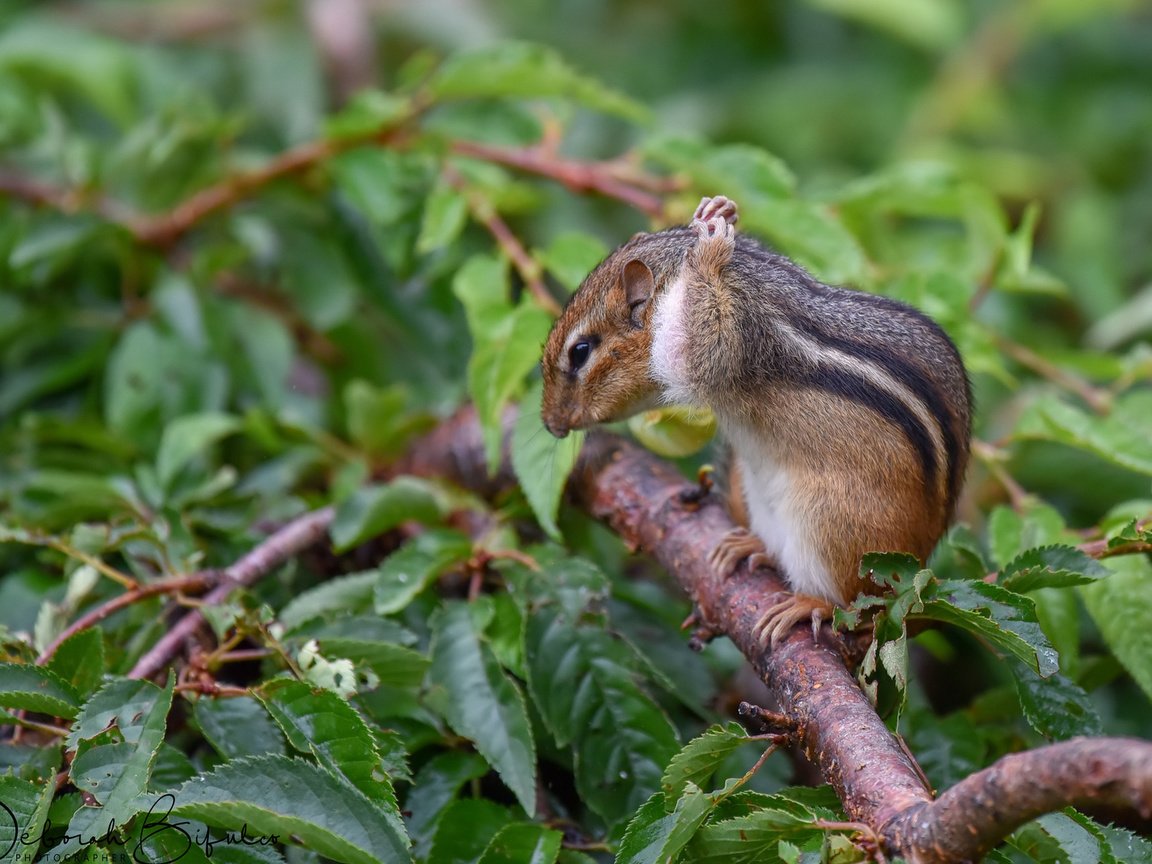 Обои фон, бурундук, background, chipmunk разрешение 1920x1200 Загрузить