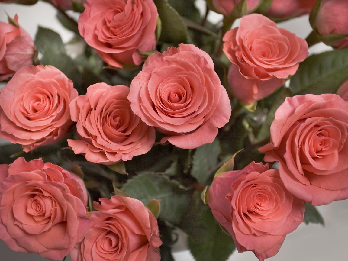 Обои цветы, розы, букет, flowers, roses, bouquet разрешение 3493x2620 Загрузить