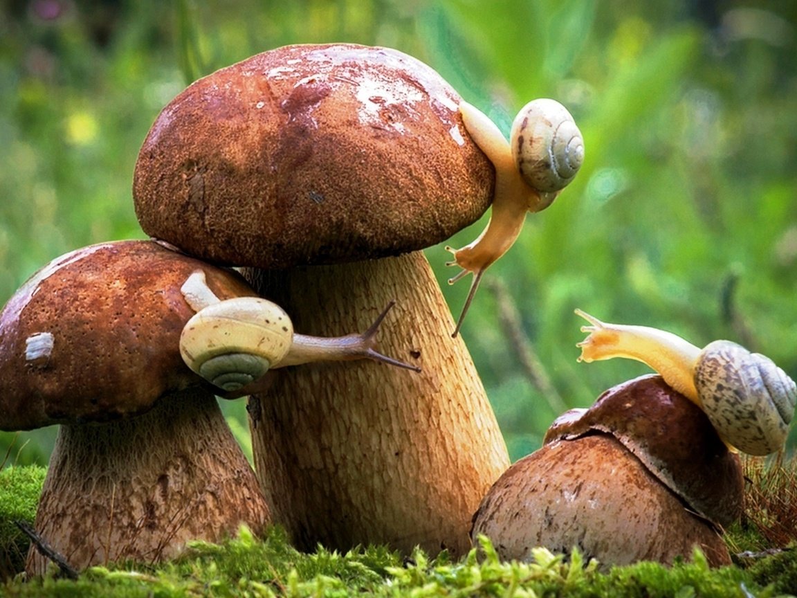 Обои осень, грибы, улитки, autumn, mushrooms, snails разрешение 1920x1080 Загрузить