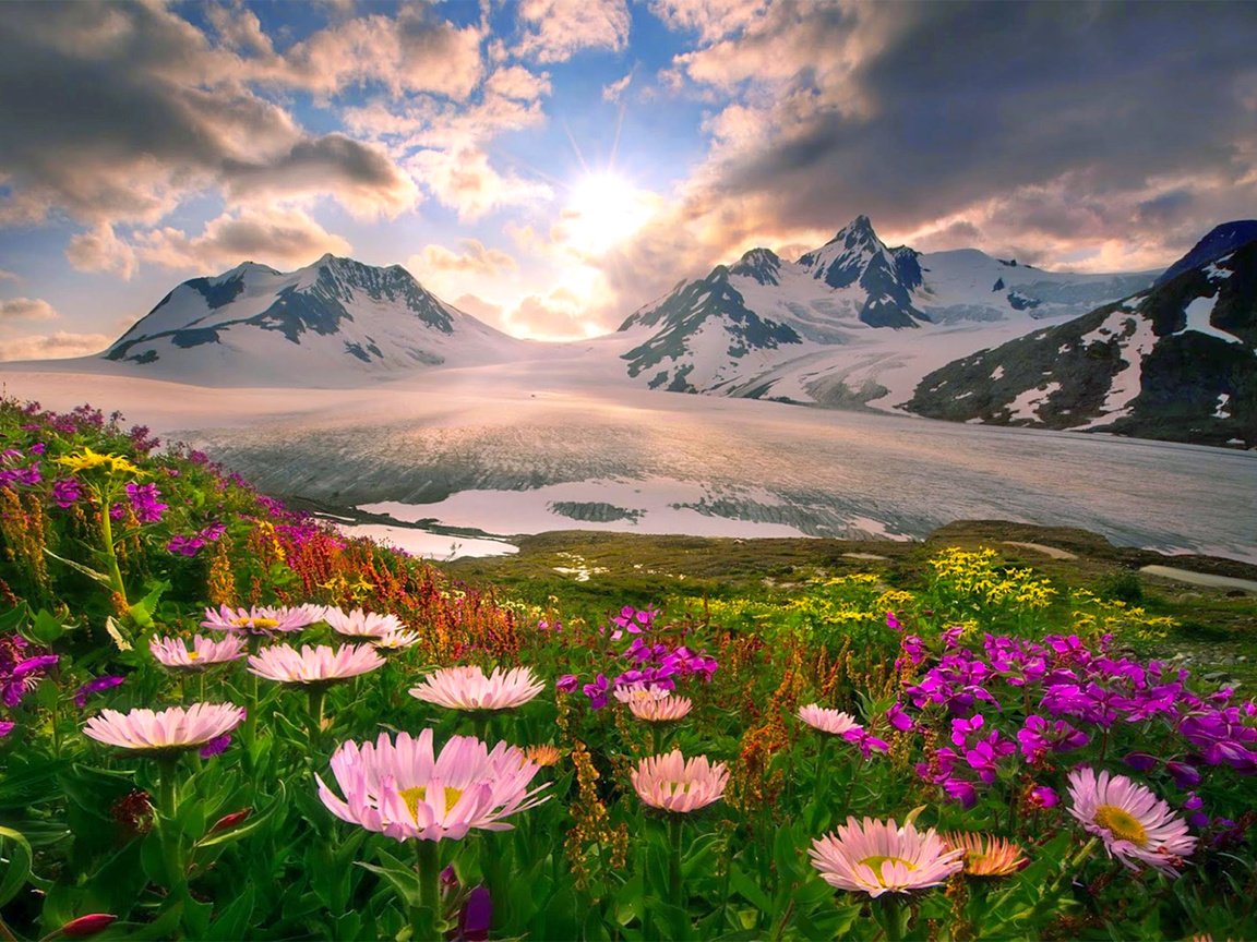 Обои цветы, горы, снег, flowers, mountains, snow разрешение 2500x1666 Загрузить