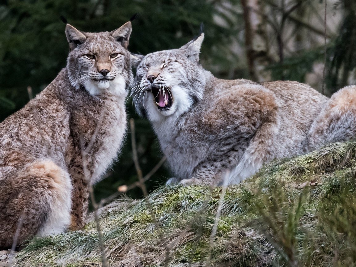 Обои рысь, пара, дикая кошка, рыси, lynx, pair, wild cat разрешение 2048x1152 Загрузить