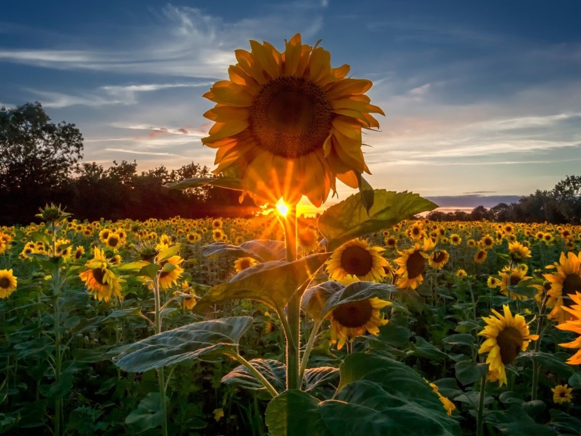 Обои восход, поле, подсолнухи, sunrise, field, sunflowers разрешение 2560x1440 Загрузить