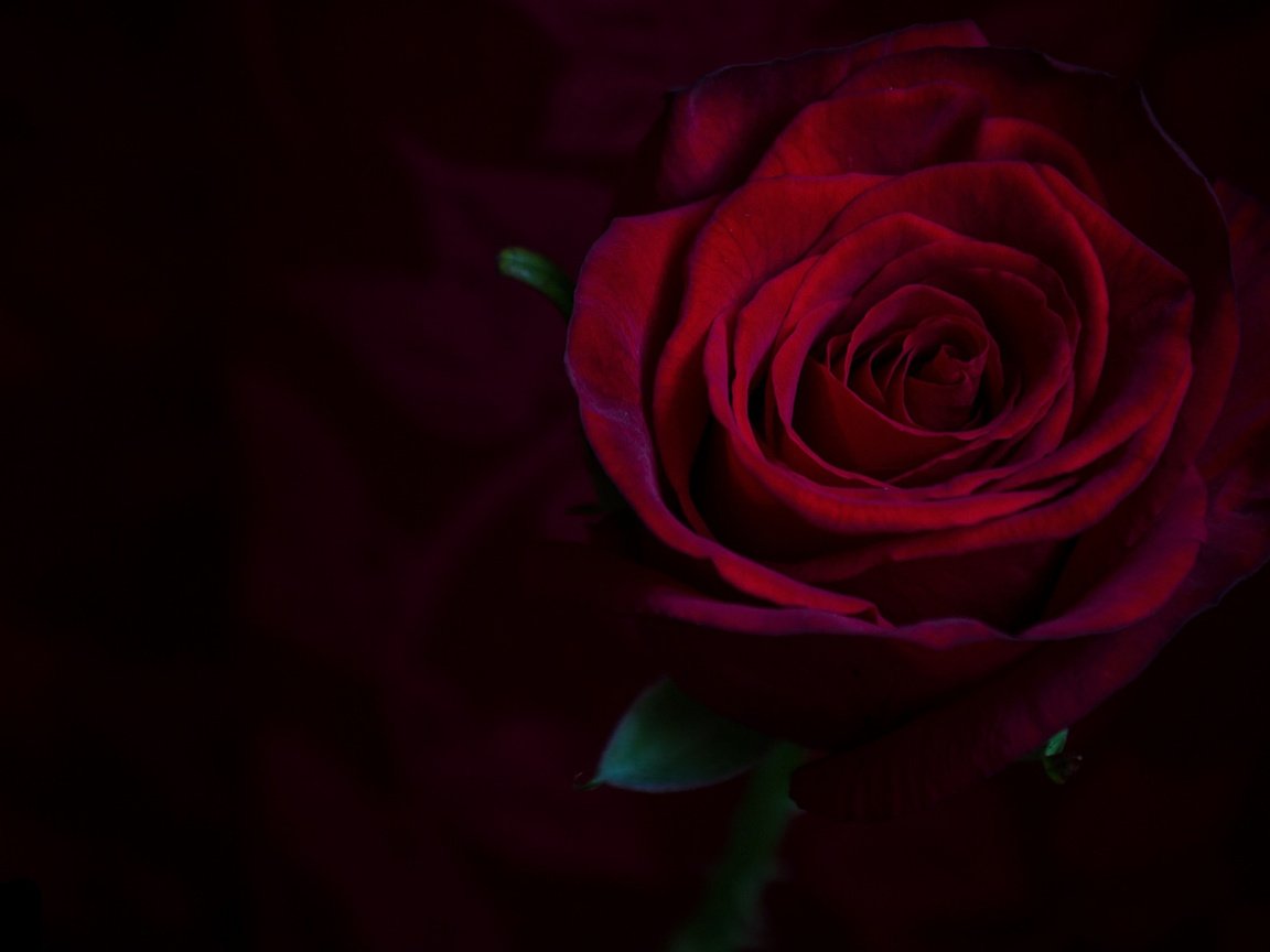 Обои макро, фон, роза, бордовый, macro, background, rose, burgundy разрешение 2112x1188 Загрузить