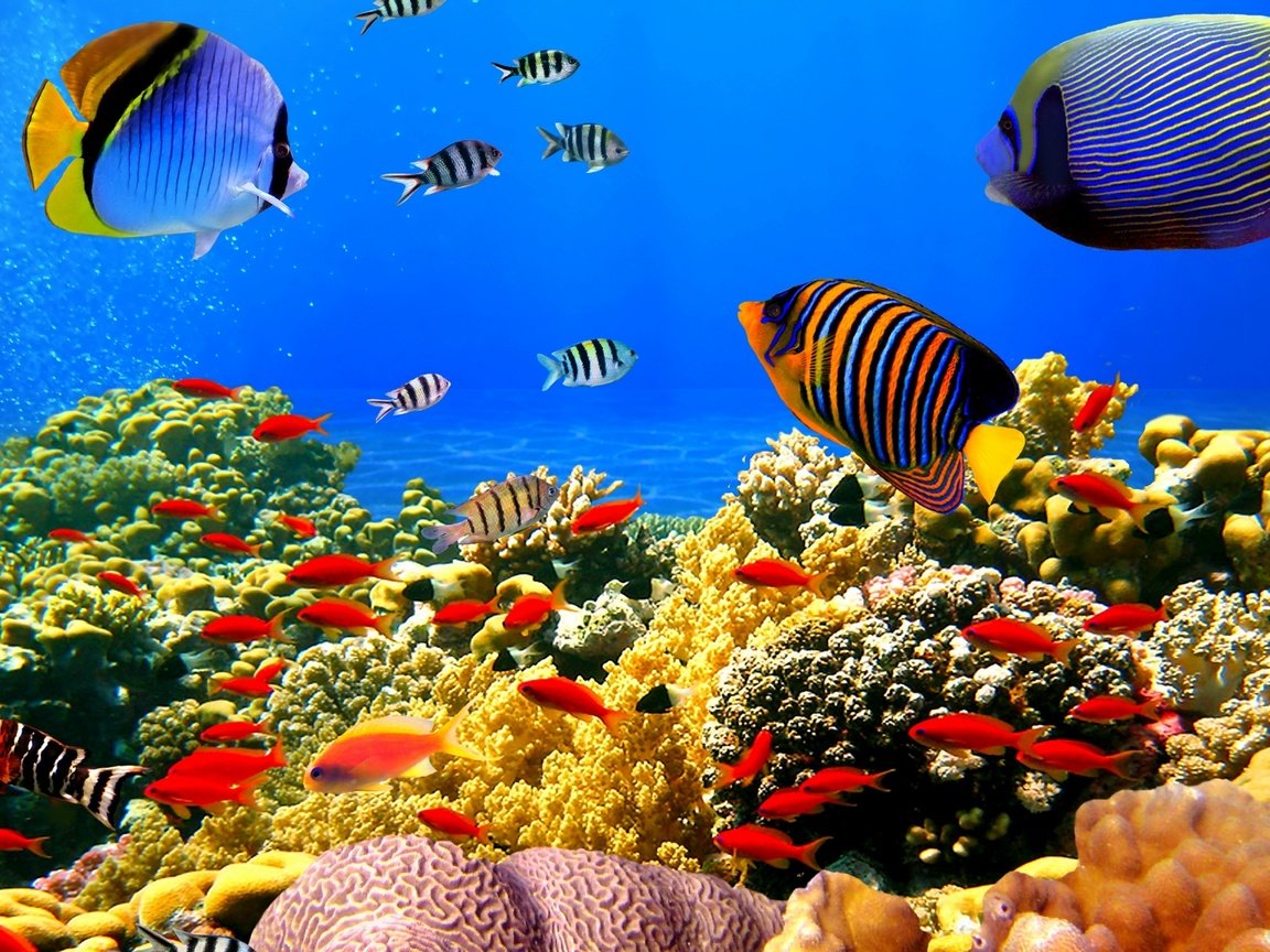 Обои рыбы, океан, кораллы, риф, подводный мир, тропические, fish, the ocean, corals, reef, underwater world, tropical разрешение 1920x1080 Загрузить