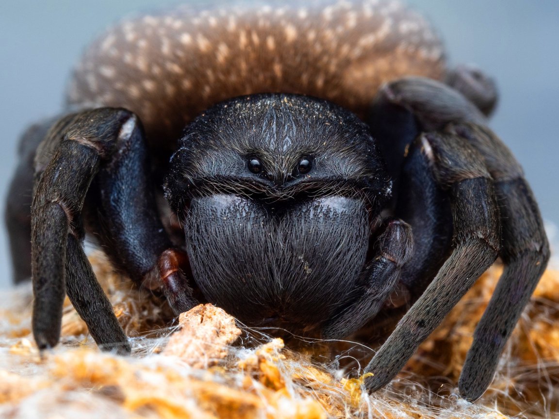 Обои глаза, макро, фон, портрет, взгляд, черный, паук, тарантул, eyes, macro, background, portrait, look, black, spider, tarantula разрешение 2112x1188 Загрузить