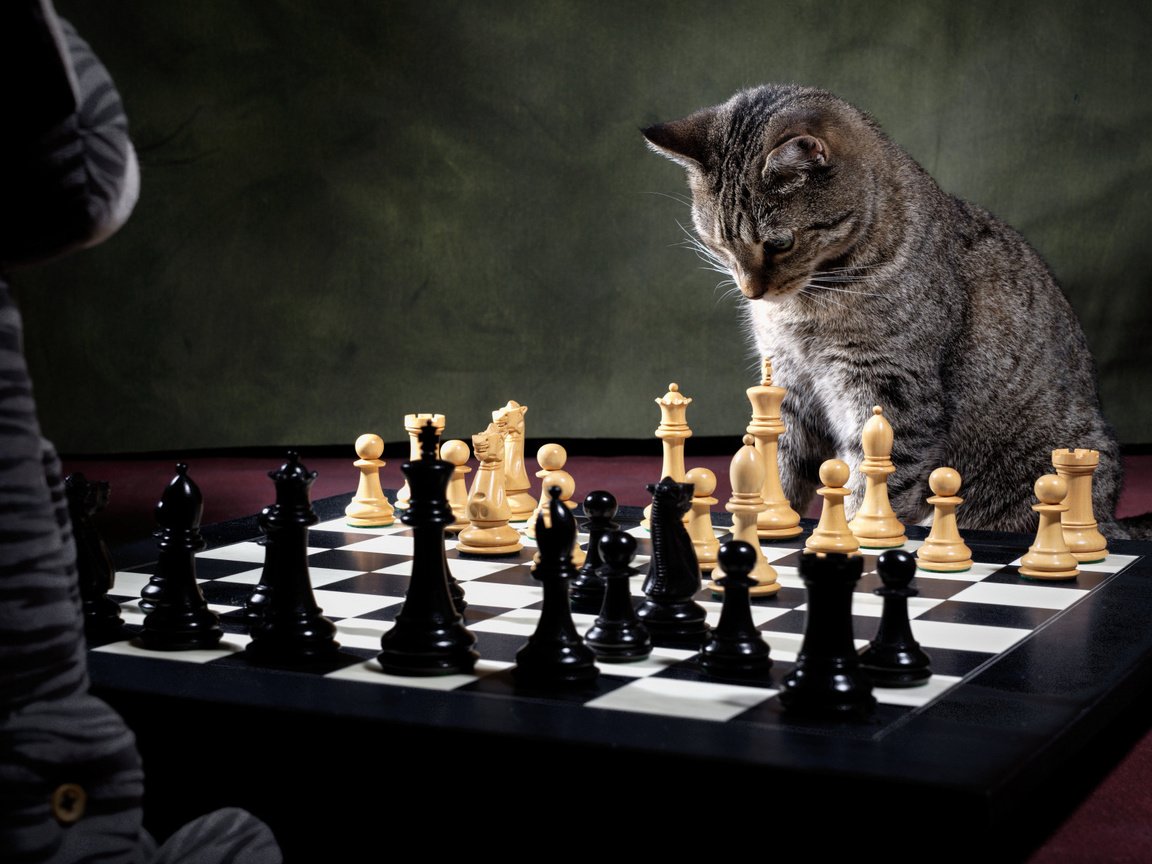 Обои кот, шахматист, шахматы, доска, игрушка, фигуры, игра, шахматная доска, шахматная партия, cat, chess player, chess, board, toy, figure, the game, chess board, chess game разрешение 2112x1188 Загрузить
