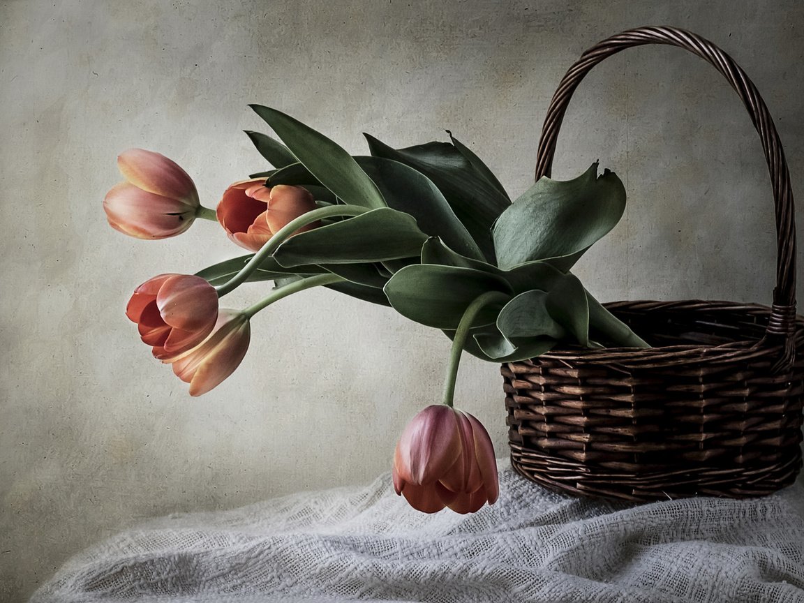Обои стиль, корзина, тюльпаны, style, basket, tulips разрешение 2112x1188 Загрузить