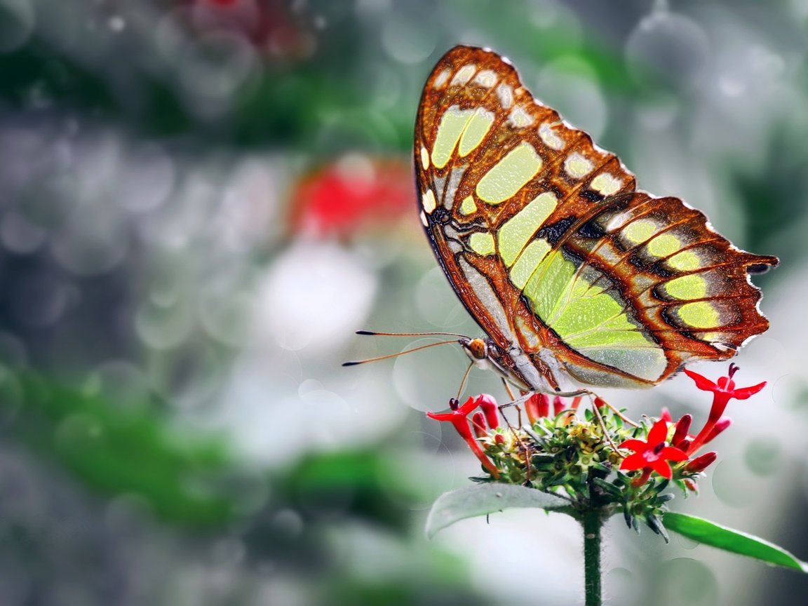 Обои фото, цветок, бабочка, крылья, красивая, ozturk mustafa, photo, flower, butterfly, wings, beautiful, mustafa ozturk разрешение 2048x1365 Загрузить