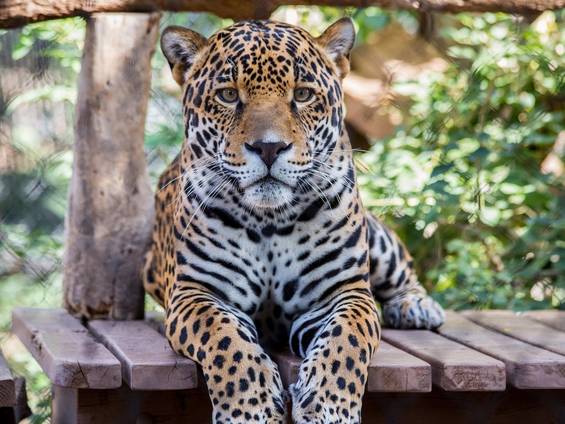 Обои морда, лапы, взгляд, хищник, большая кошка, ягуар, face, paws, look, predator, big cat, jaguar разрешение 1920x1080 Загрузить