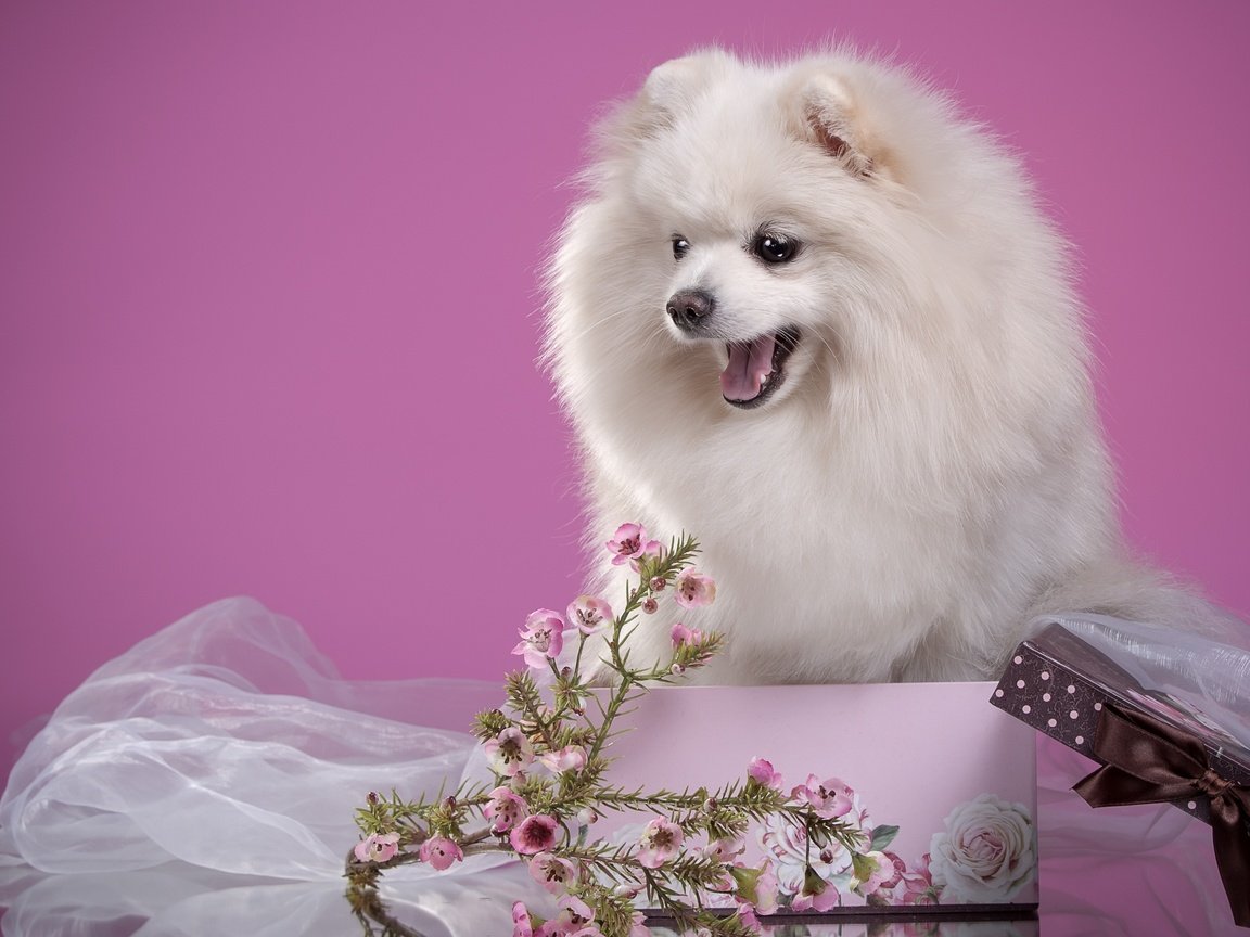 Обои цветы, пушистый, белый, щенок, коробка, шпиц, мими, flowers, fluffy, white, puppy, box, spitz, mimi разрешение 2700x1796 Загрузить