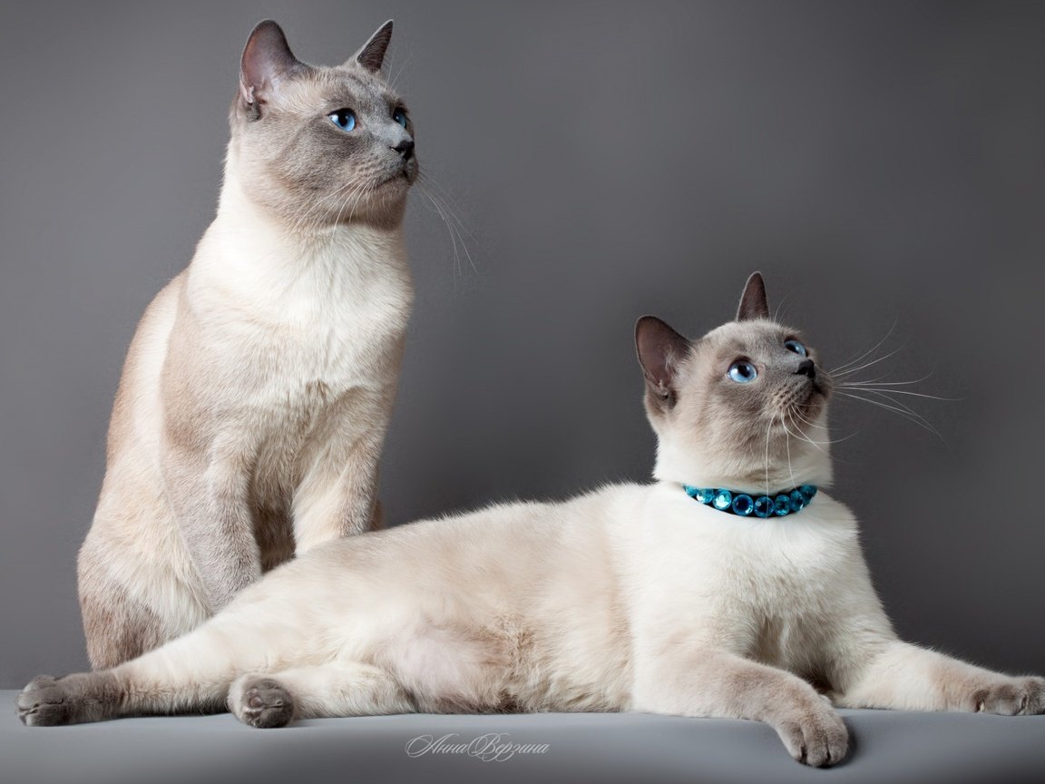 Обои фон, кот, парочка, кошки, тайский кот, тайская кошка, background, cat, a couple, cats разрешение 1920x1080 Загрузить