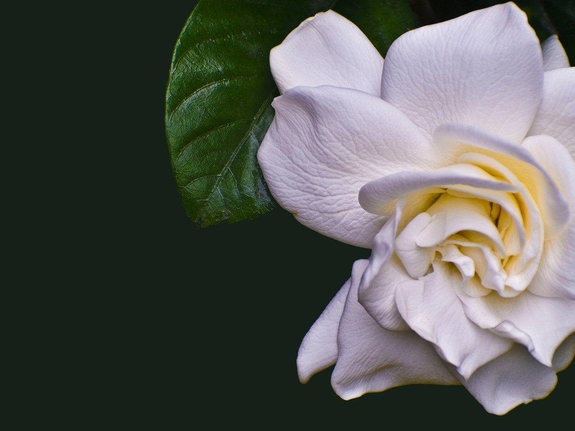 Обои белая, камелия, white, camellia разрешение 2880x1620 Загрузить