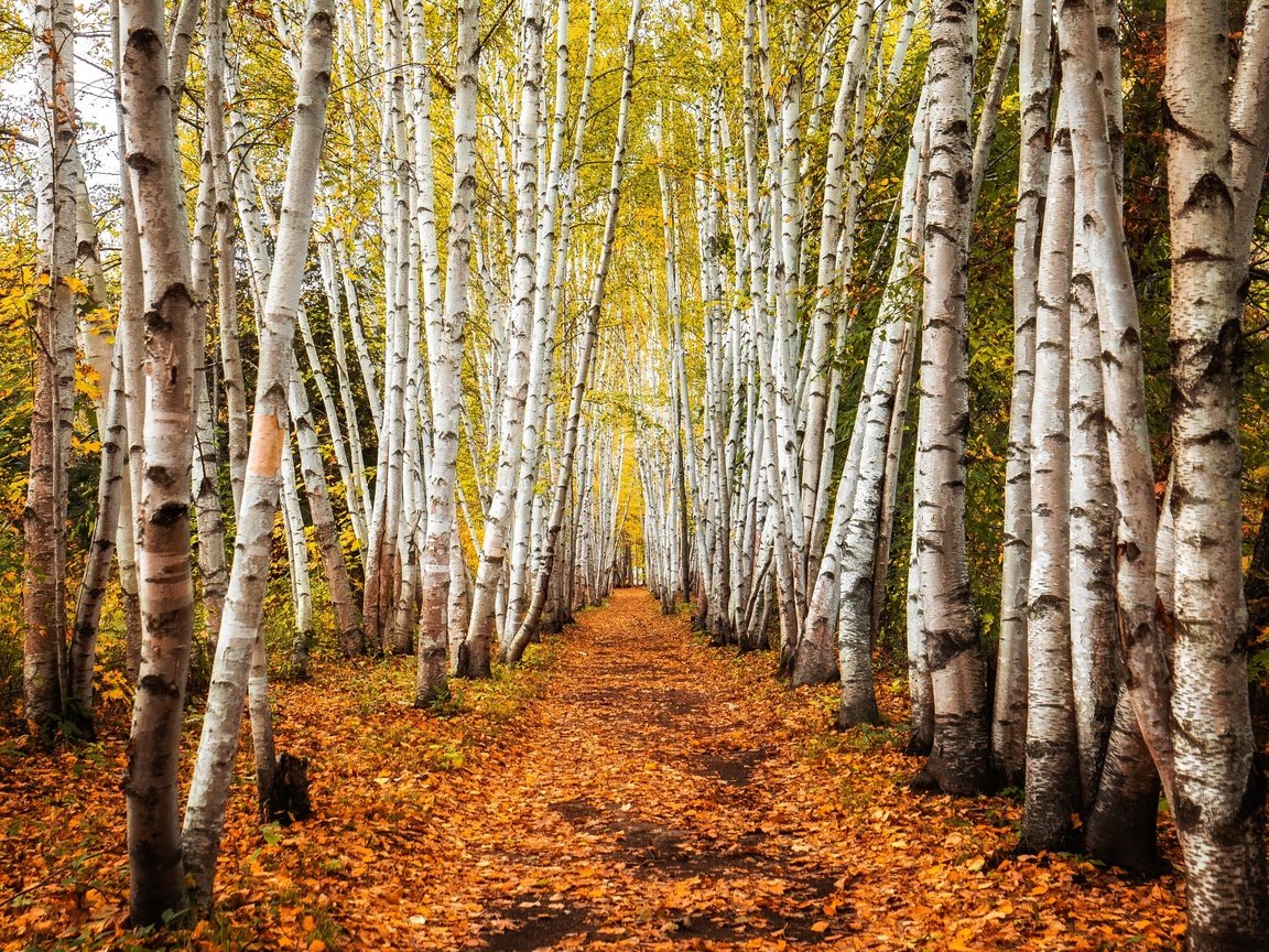 Обои деревья, дорожка, стволы, березы, осень, роща, trees, track, trunks, birch, autumn, grove разрешение 3840x2160 Загрузить