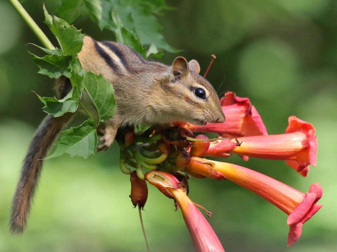 Обои цветок, бурундук, грызун, кампсис, flower, chipmunk, rodent, campsis разрешение 2560x1649 Загрузить