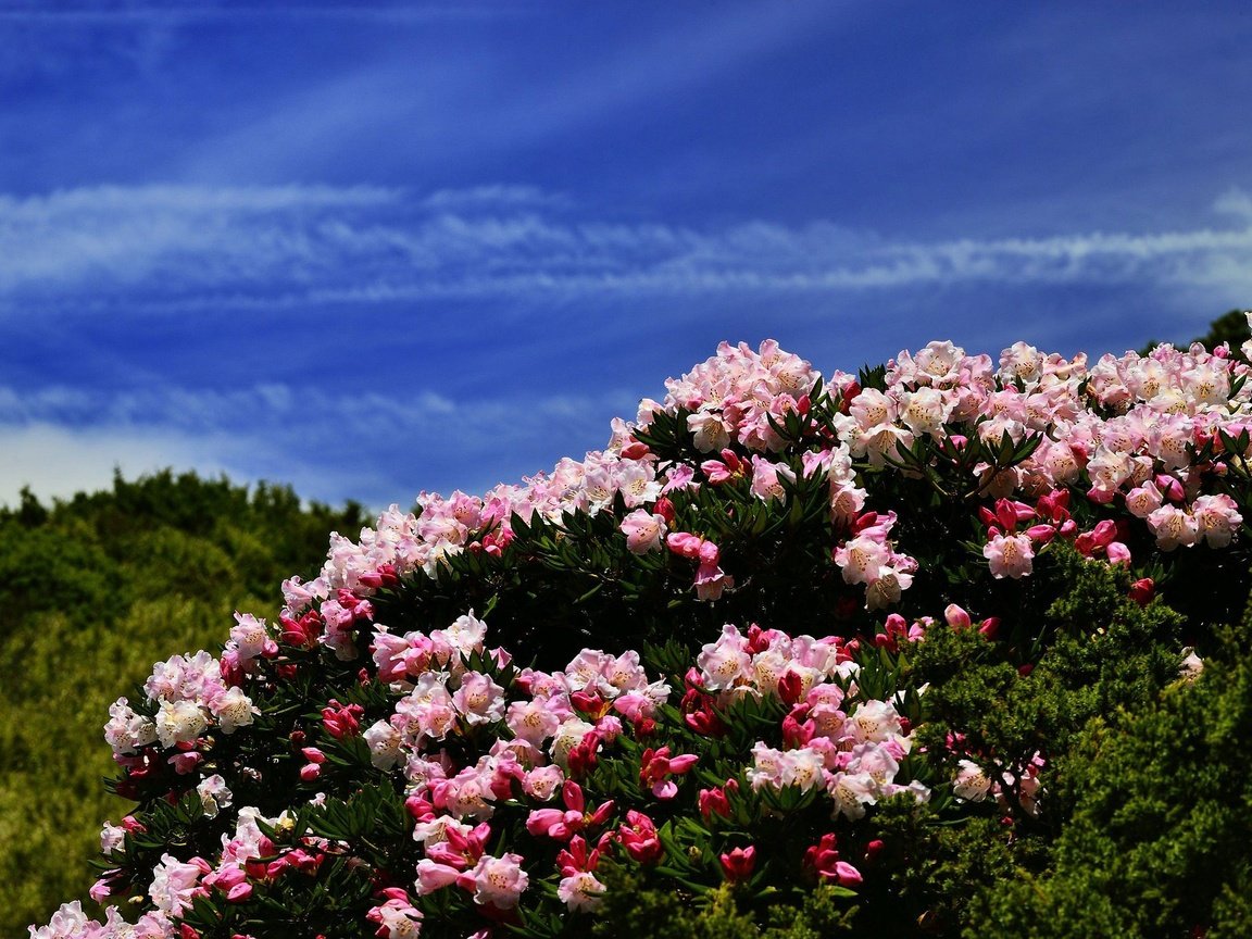 Обои цветы, холмы, синева, азалия, рододендроны, flowers, hills, blue, azalea, rhododendrons разрешение 2048x1367 Загрузить